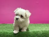 Maltese Terri̇er Yavru