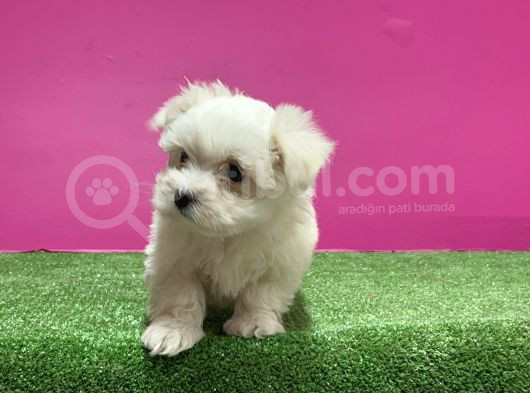 Maltese Terri̇er Yavru görsel