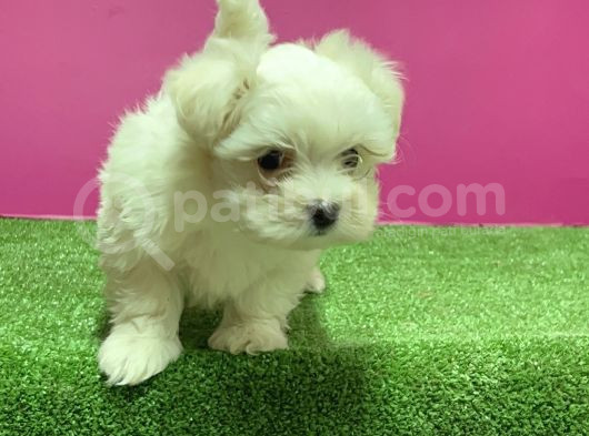 Maltese Terri̇er Yavru görsel