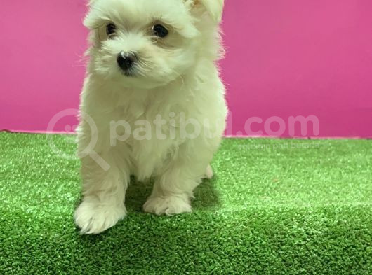 Maltese Terri̇er Yavru görsel