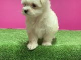 Maltese Terri̇er Yavru