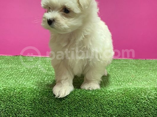 Maltese Terri̇er Yavru görsel