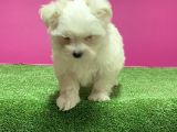 Maltese Terri̇er Yavru