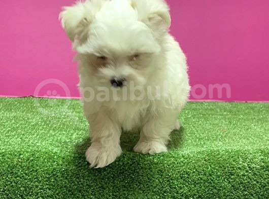 Maltese Terri̇er Yavru görsel