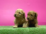 Toy Poodle Yavru