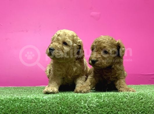 Toy Poodle Yavru