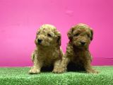 Toy Poodle Yavru