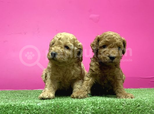 Toy Poodle Yavru görsel