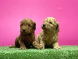 Toy Poodle Yavru