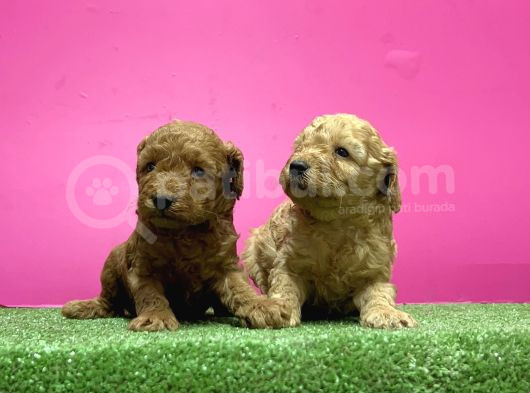 Toy Poodle Yavru görsel