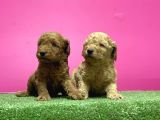 Toy Poodle Yavru
