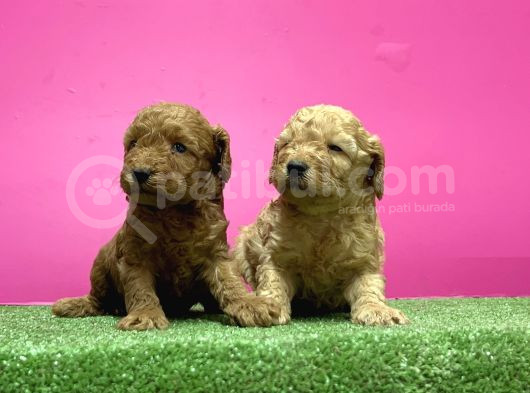 Toy Poodle Yavru görsel