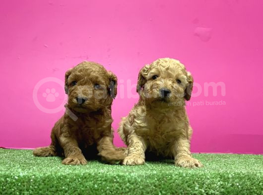 Toy Poodle Yavru görsel
