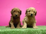 Toy Poodle Yavru