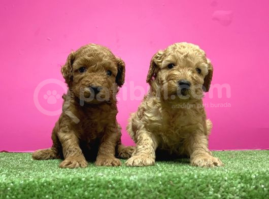 Toy Poodle Yavru görsel