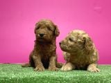 Toy Poodle Yavru