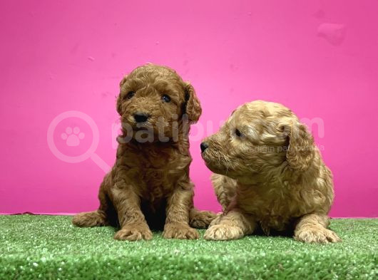 Toy Poodle Yavru görsel