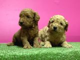 Toy Poodle Yavru