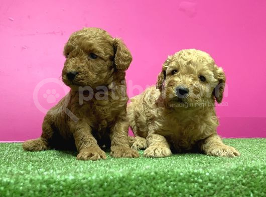 Toy Poodle Yavru görsel