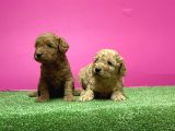 Toy Poodle Yavru