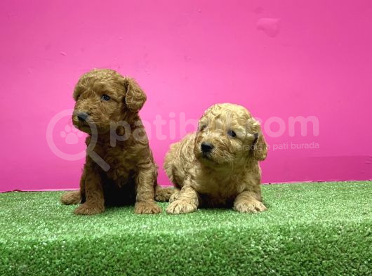 Toy Poodle Yavru görsel