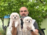 PEKİNEZ YAVRU