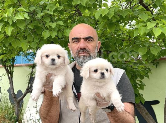 Peki̇nez Yavru