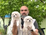 Peki̇nez Yavru