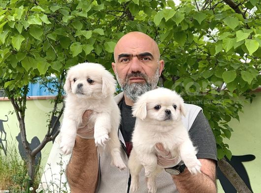 Peki̇nez Yavru görsel