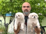 Peki̇nez Yavru