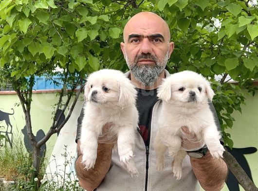 Peki̇nez Yavru görsel