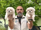 Peki̇nez Yavru