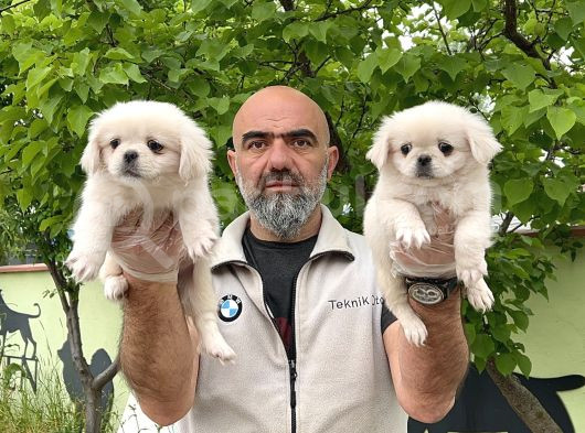 Peki̇nez Yavru görsel