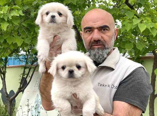 Peki̇nez Yavru görsel