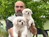 Peki̇nez Yavru