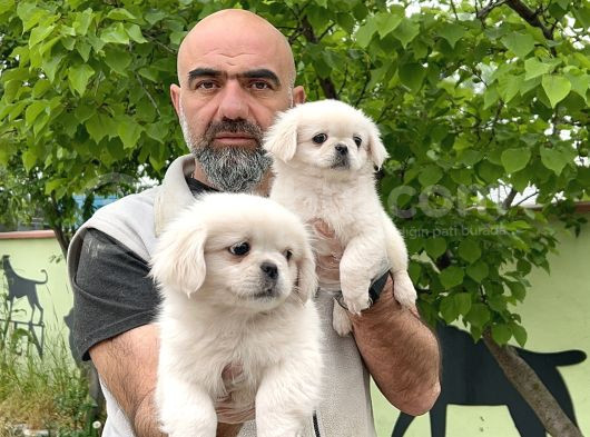 Peki̇nez Yavru görsel