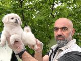 Peki̇nez Yavru