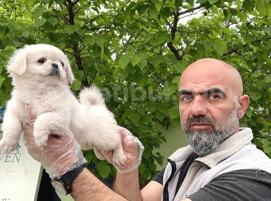 Peki̇nez Yavru görsel