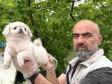 Peki̇nez Yavru