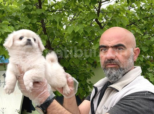 Peki̇nez Yavru görsel