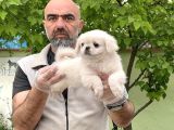 Peki̇nez Yavru