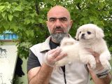 Peki̇nez Yavru