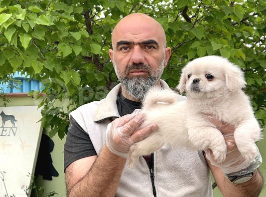 Peki̇nez Yavru görsel