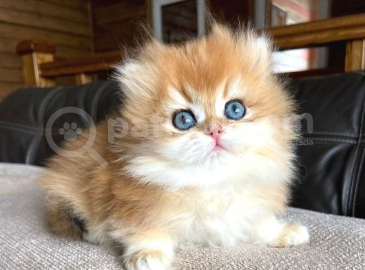 Golden Yeleli British Longhair Yavrumuz