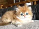 Golden Yeleli British Longhair Yavrumuz