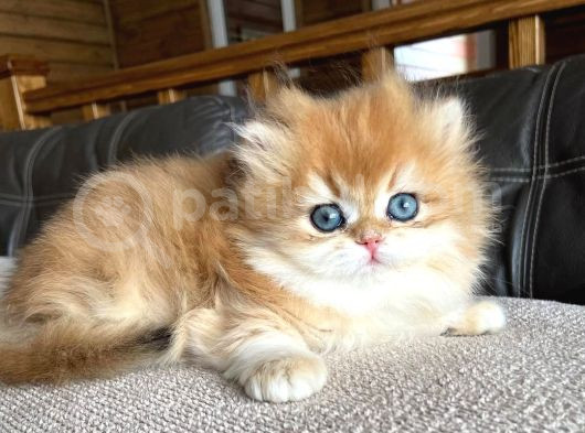 Golden Yeleli British Longhair Yavrumuz görsel