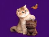 Lisanslı Üreticiden British Shorthair Golden Bebekler