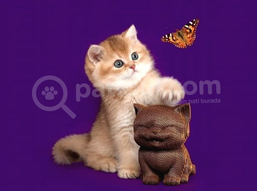 Lisanslı Üreticiden British Shorthair Golden Bebekler görsel