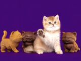 Lisanslı Üreticiden British Shorthair Golden Bebekler