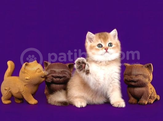 Lisanslı Üreticiden British Shorthair Golden Bebekler